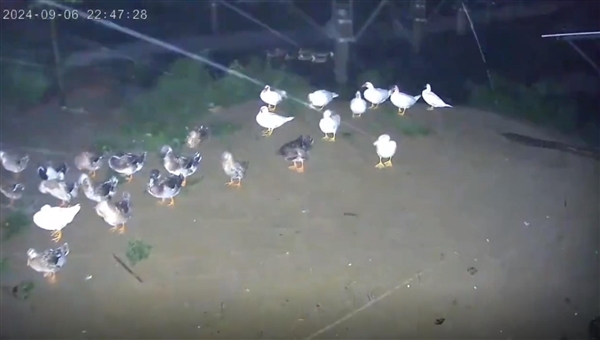 台风天鸭群稳稳站立纹丝不动 网友:涡轮增鸭不是盖的